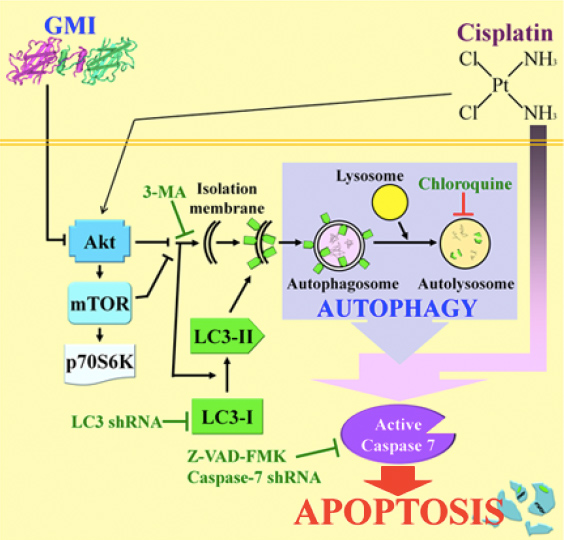 GMICisplatin